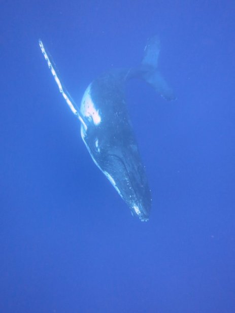 Humpback whale 9