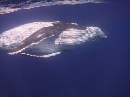Humpback whale 