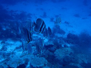  Batfish at Beyru Ha Thila