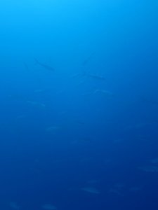 名前の分からない魚