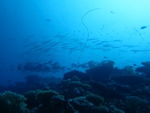 ハボディガラギリ