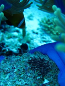 モルディビアン　アネモネフィッシュ