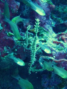 ニシキフウライウオ