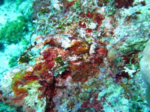 scorpion fish