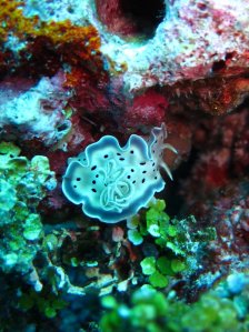 nudibranch