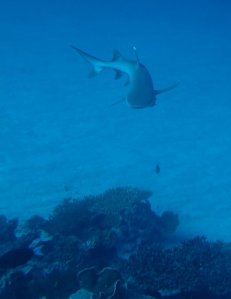 House Reef White Tip Shark