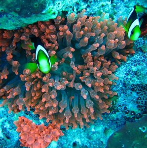 anemonefish