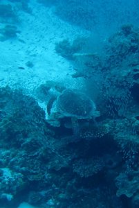 hawksbill1
