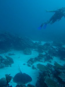 Dhevvamaagalaa mableray1