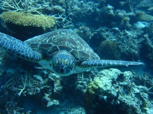 アオウミガメの子供