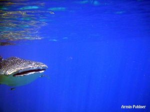 ジンベエザメの顔