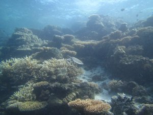 ウミガメとサンゴ礁