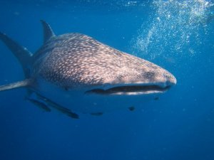 ジンベエザメに遭遇！感激