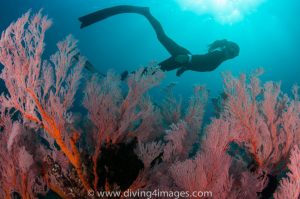 11951245_844105135665319_2159002662757113770_n