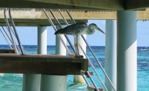 ハウスリーフ：カンドゥル