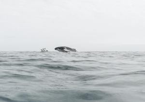 ボートの上から見えたクジラ