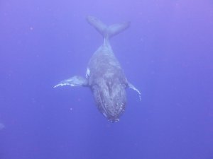 humpback whale7