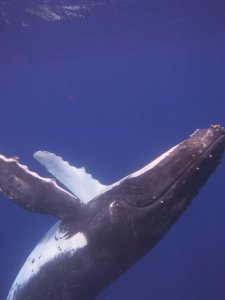 humpback whale 3