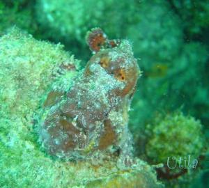 frogfish-airportcaves0897
